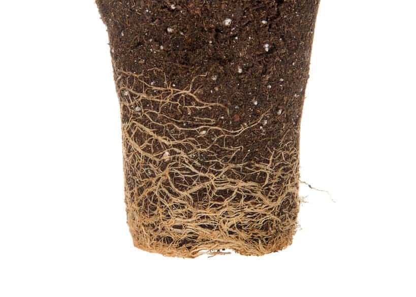 A root-bound plant will have detrimental affects upon your plant.