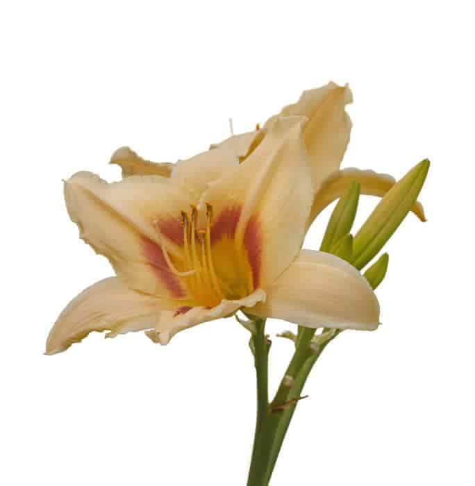 Daylilies are perfect for container gardening