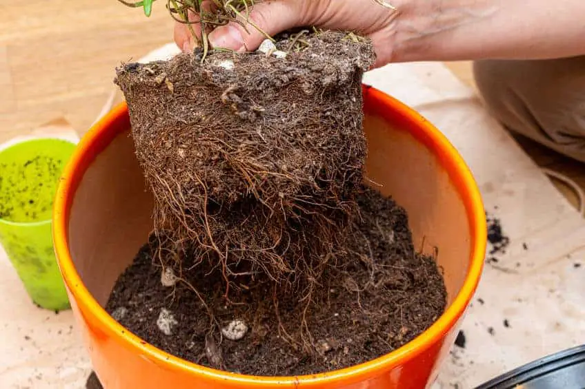 Transplanting a plant with overgrown roots into a new pot.