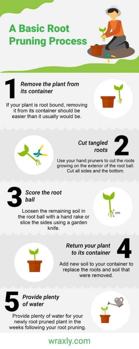 Basic root-pruning process for a root-bound houseplant.
