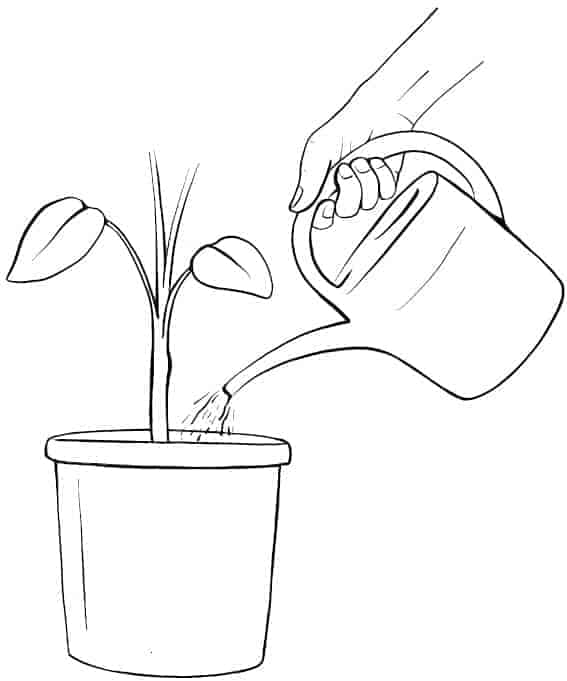 Geef voldoende water om je plant te helpen herstellen.
