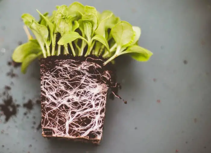 5 Simple Steps to Root Prune and Repot a Root Bound Plant Wraxly