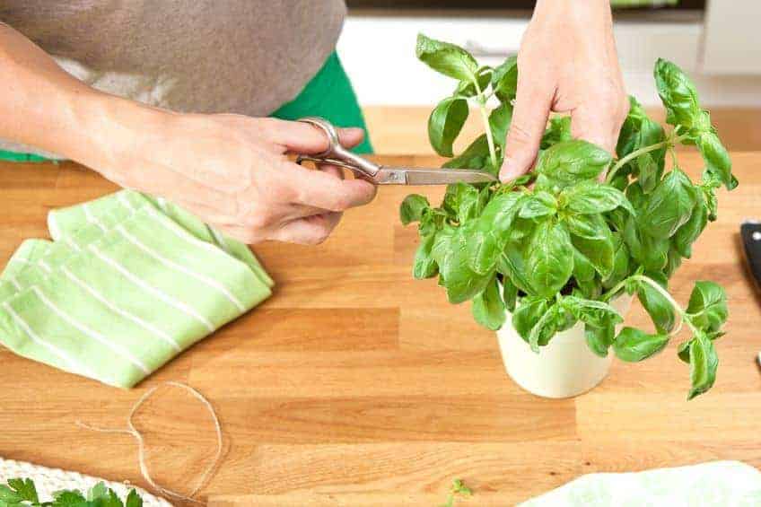 Récoltez souvent les herbes