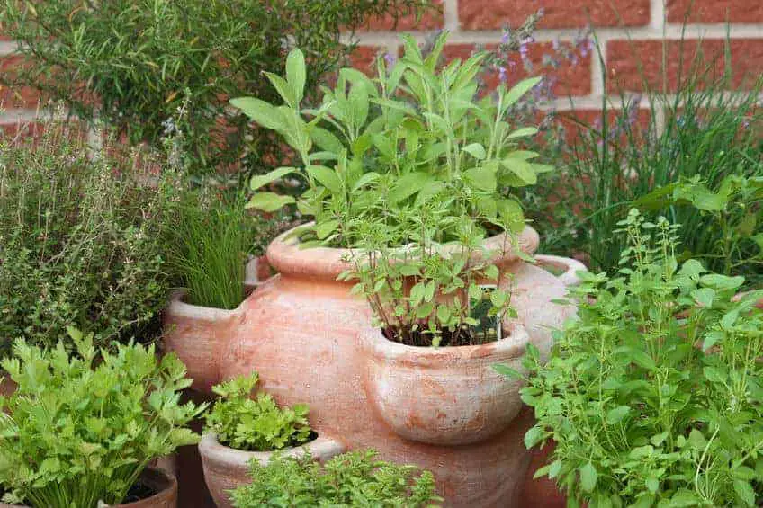 Herbs in pots