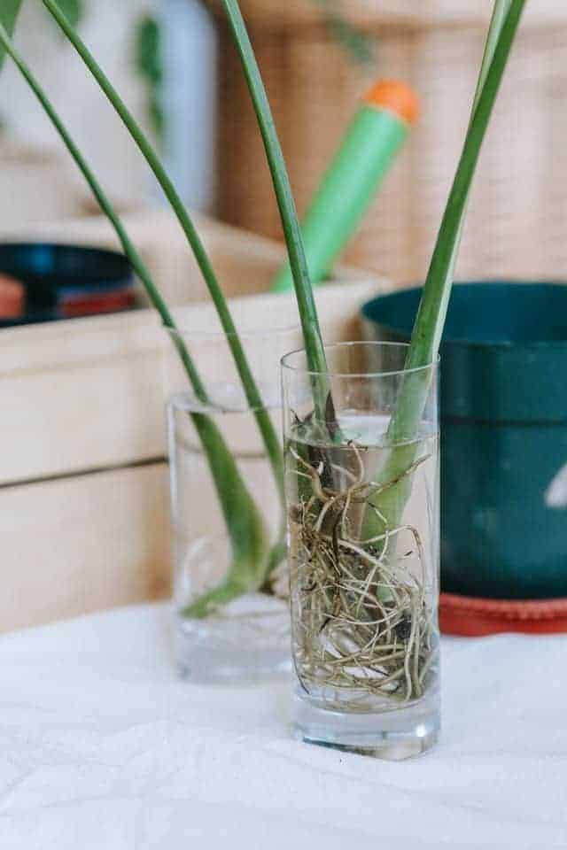 Planta en agua con raíces sanas.