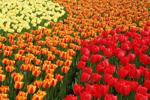 Flower garden design using tulips