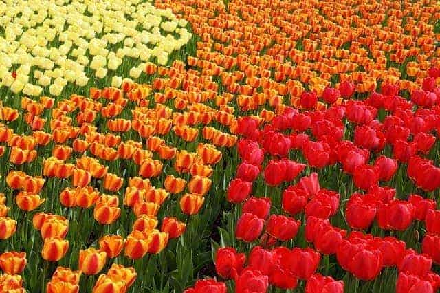 Disenyo ng hardin ng bulaklak gamit ang mga tulips