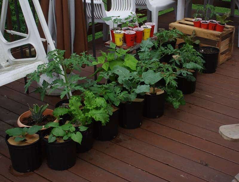 Puedes cultivar muchas cosas en un jardín de macetas.
