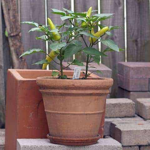 Hungarian wax pepper plant growing in a container garden.