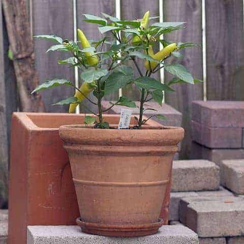 Plante de poivre de cire hongroise poussant dans un jardin en pot.