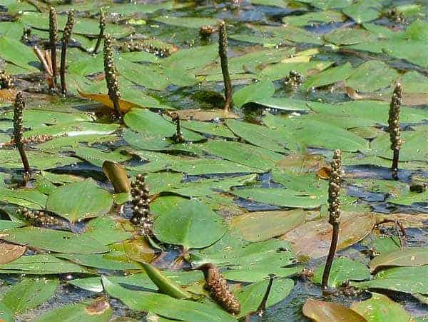 American pondweed (Potamogeton nodosus) is a submerged pond plant.