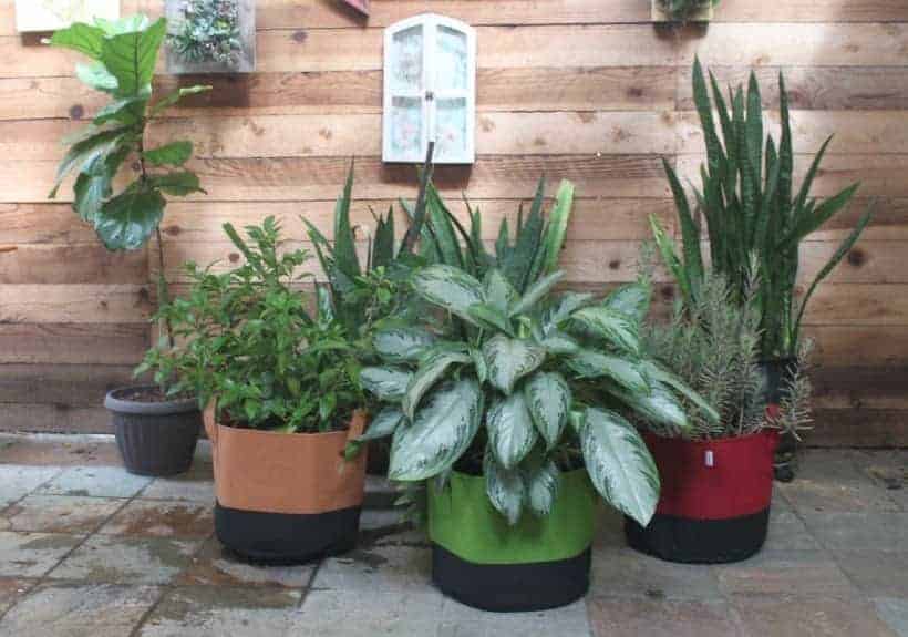 Assorted plants in grow bags in a patio.