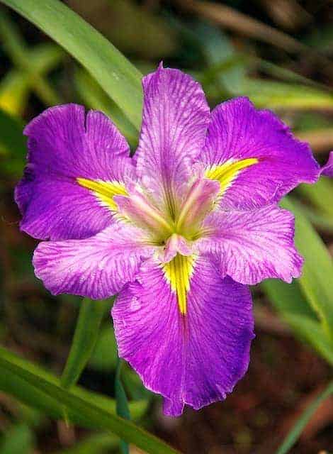 Aquatic iris is one of the best water plants for ponds.