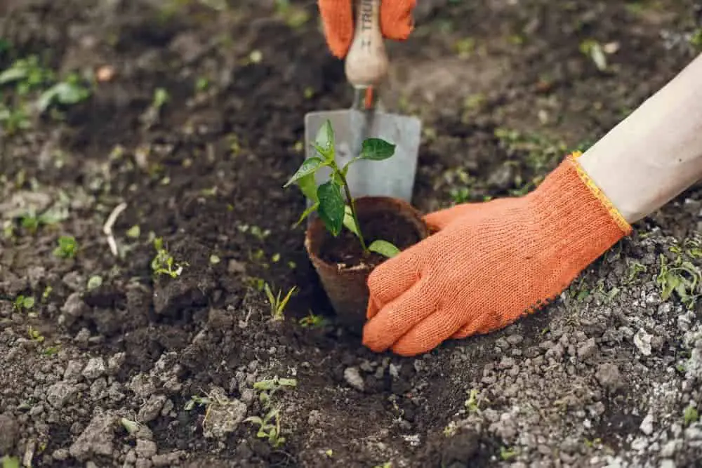 Planting a container garden.