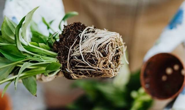 Las plantas unidas a la raíz prosperan en bolsas de cultivo.